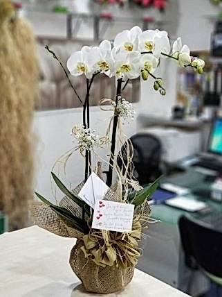 İki Dal Beyaz Orkide, Eskişehir çiçek siparişi