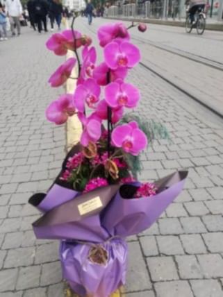 2 Dal Pembe Orkide, Eskişehir çiçekçi