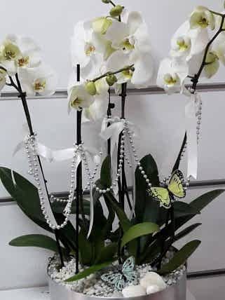 5 Dal Beyaz Orkide, Eskişehir çiçek siparişi