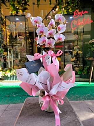 Çift dal pembe orkide