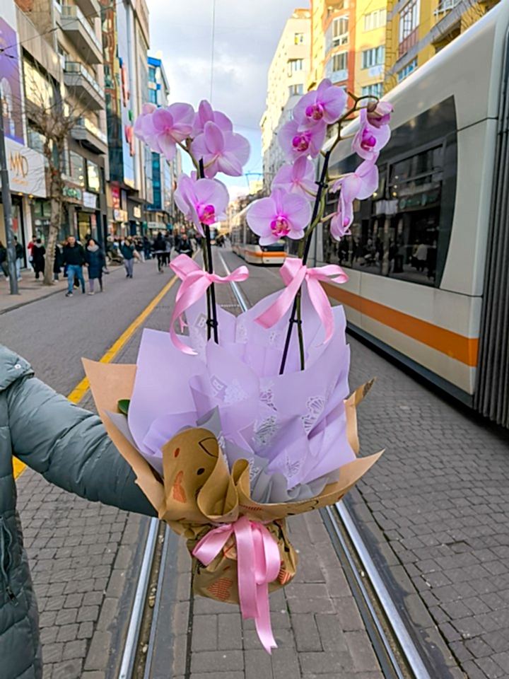 Pembe Çift Dal Orkide